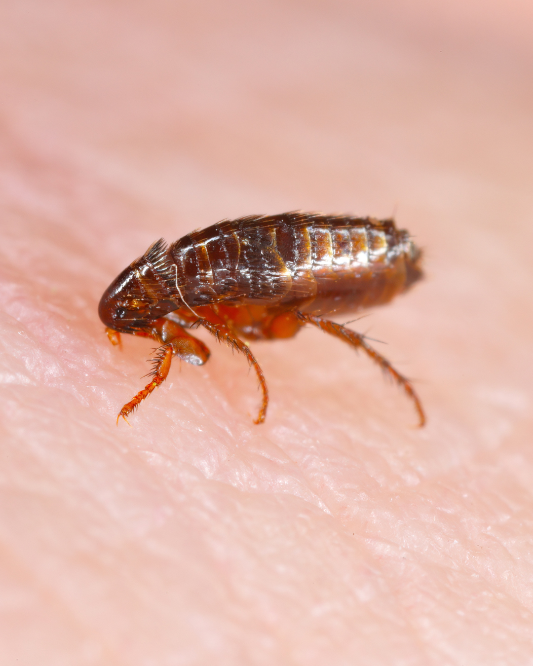 Picture of a flea parasite up close zoomed in on skin
