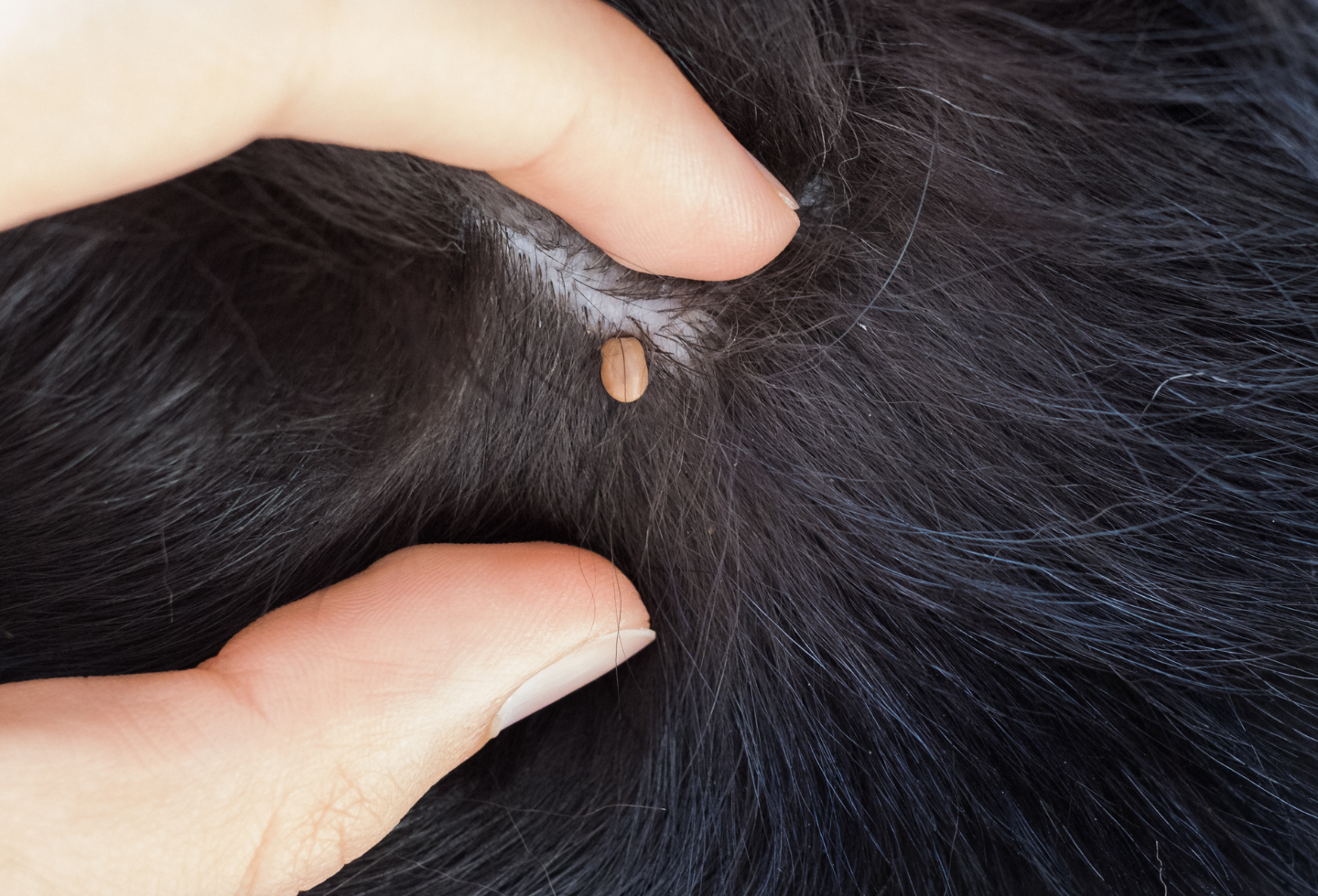 Black dog fur with insect, tick biting skin