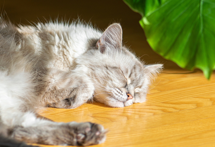 Pheromone Plug In Diffusers For Cats How Do They Work Itch Pet Pheromone plug in diffusers for cats how do they work itch pet