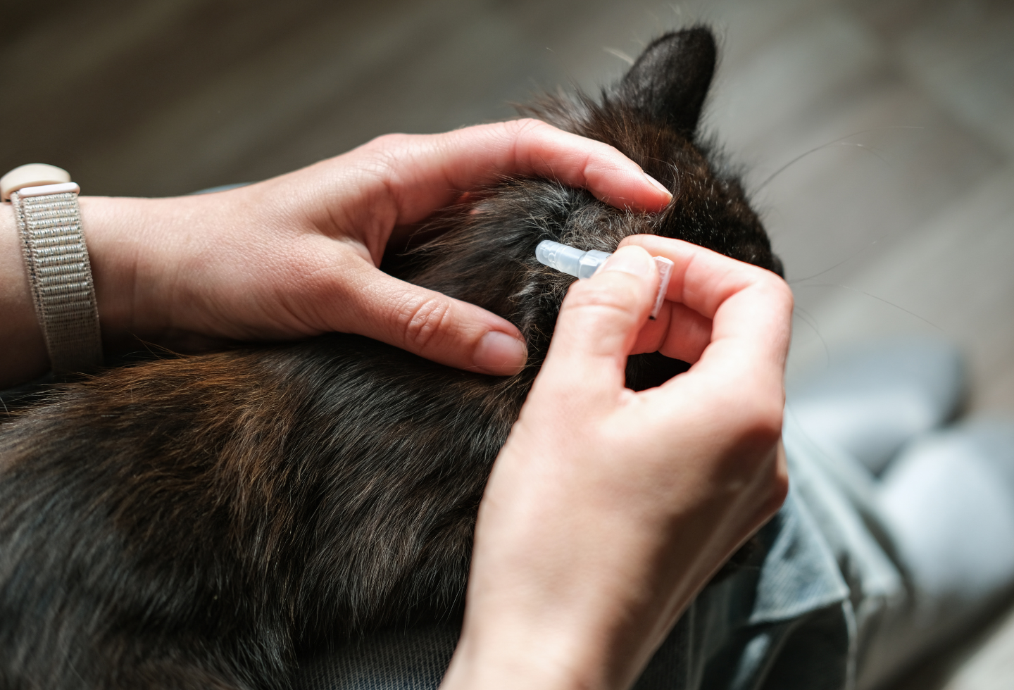 Black cat with human applying liquid pipette treatment to neck