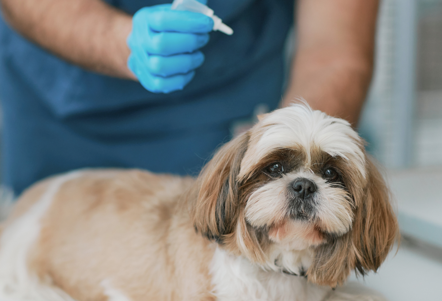 White and brown shih tzu dog on a vet bench with vet behind applying spot on pipette flea treatment