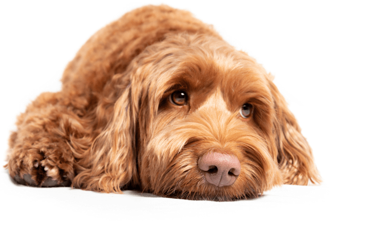 Best friends flea 2024 treatment