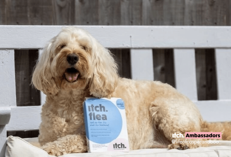 Should you bathe a pet with fleas Itch Pet Itch Pet