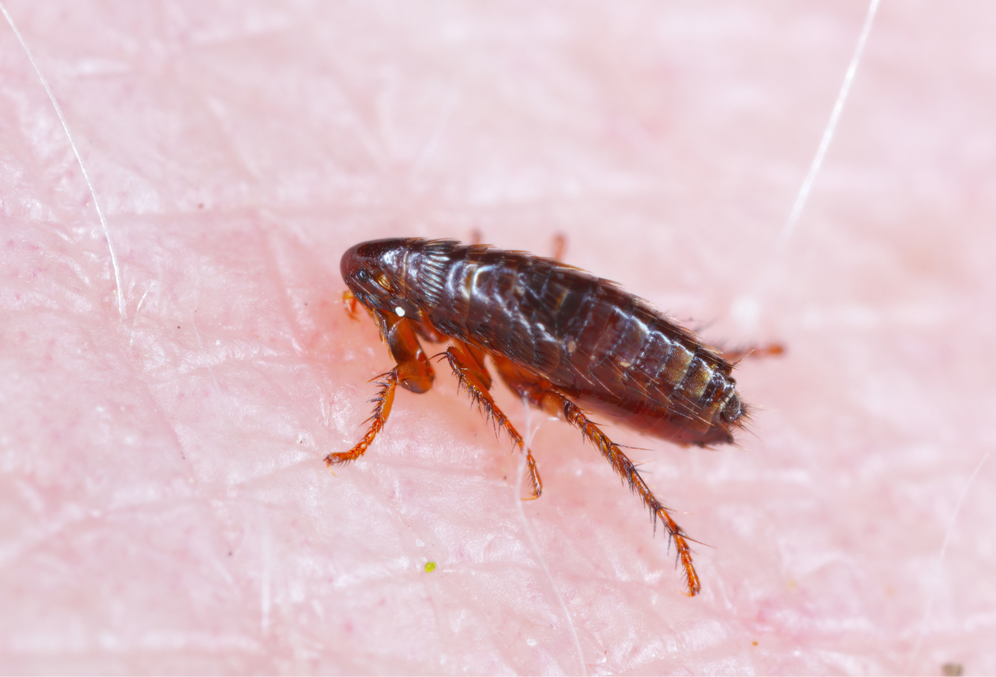 Close up cive adult flea on human skin