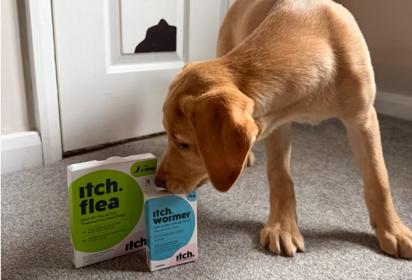 @howdybuckley labrador puppy sniffing Itch Flea treatment for dogs and Itch Wormer tablets for dogs