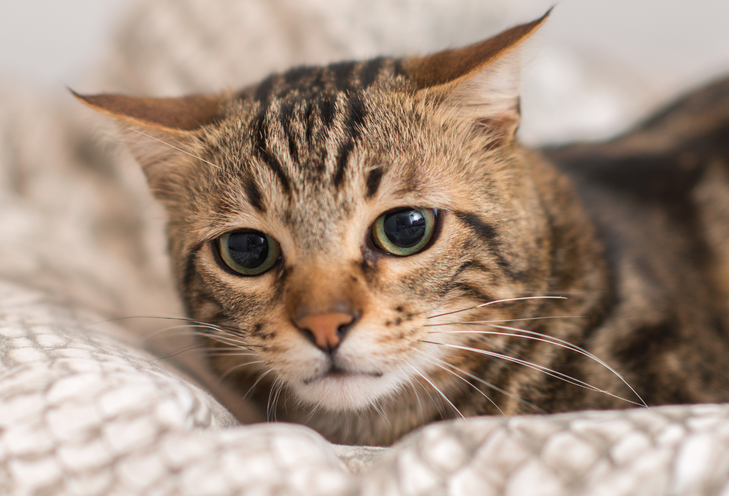 Tabby cat resting on blanket looking sad