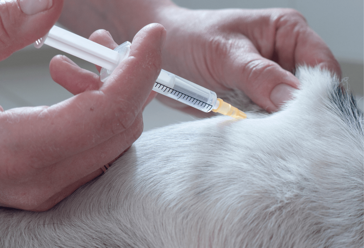Flea injections for cats and dogs - Itch Pet | Itch Pet