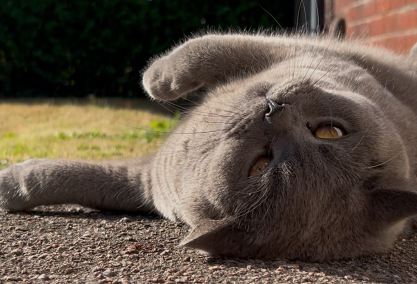 Grey shorthair cat rolling around in garden