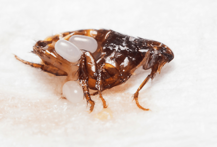 Do Fleas Survive in the Cold Weather? Shocking Truth Revealed