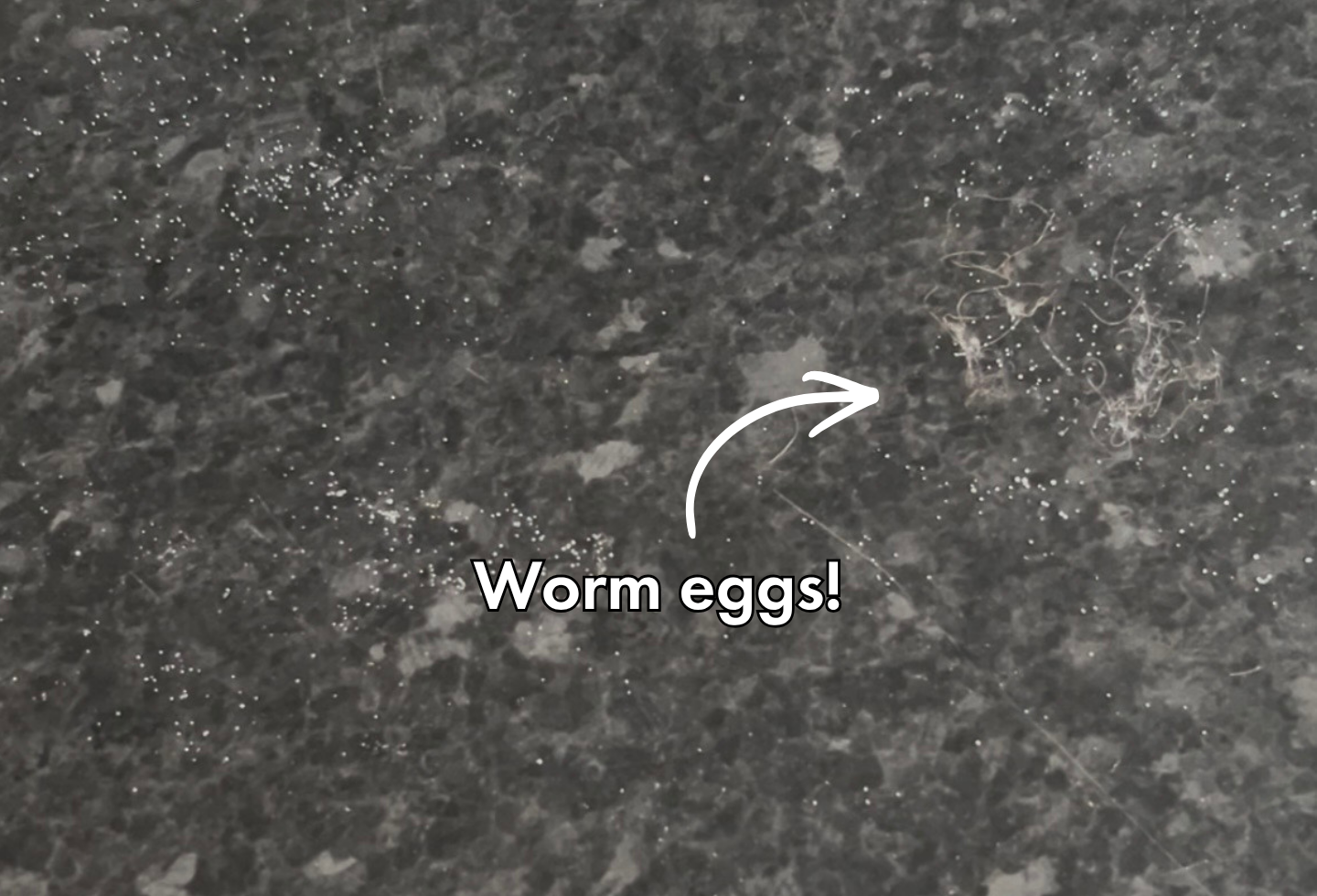 Worm eggs on surface to kill with fast and effective worming treatment, Itch Wormer.
