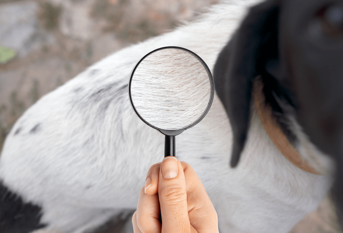 Black and white dog, magnifying glass held over fur to inspect.