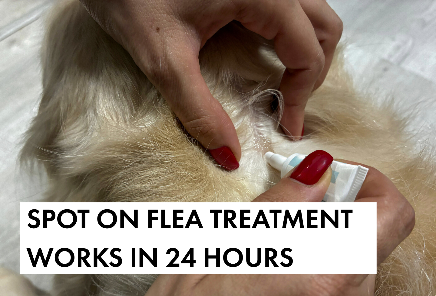 Spot on flea treatment like Itch Flea gets to work in 24 hours