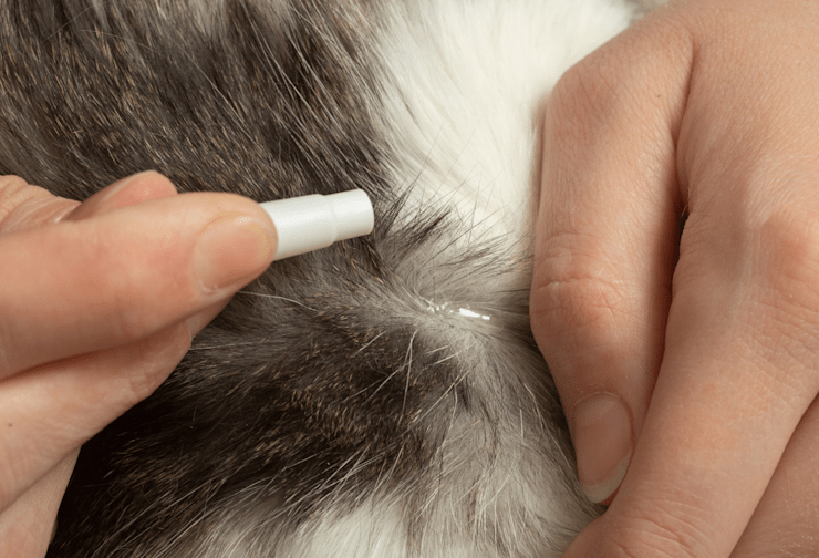 A closer look at Cat Flea Allergy Dermatitis Shampoo For Cats With Kidney Disease