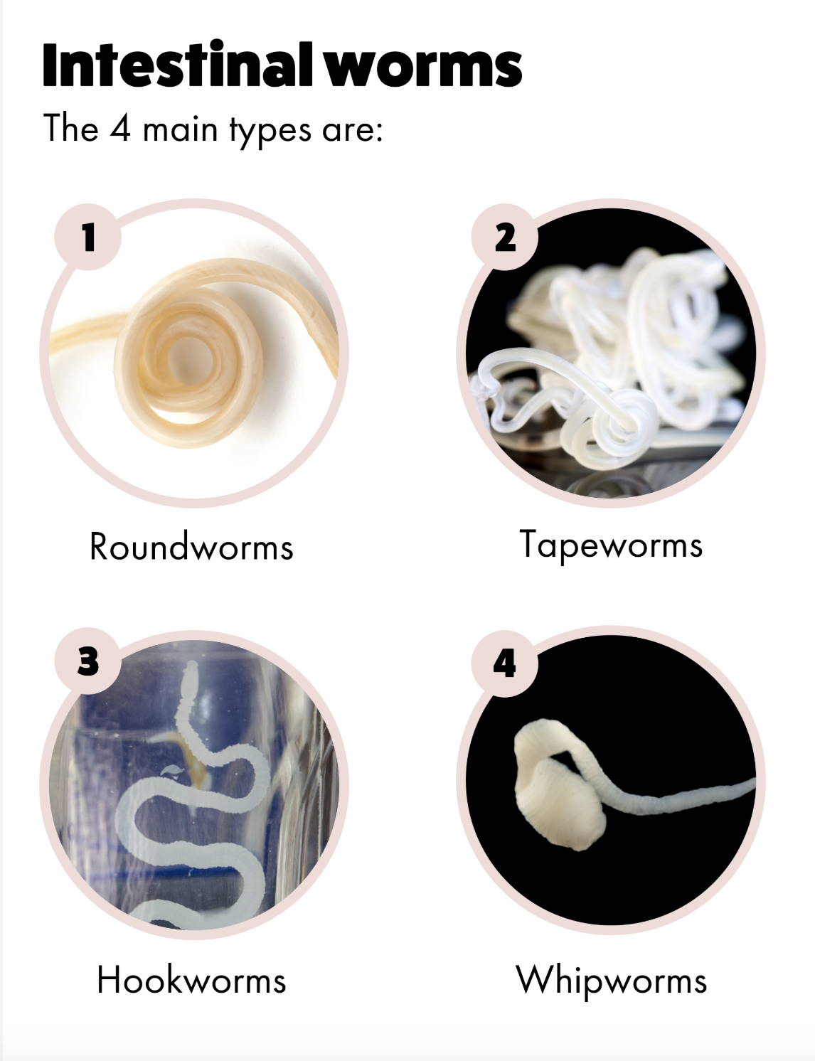 Most common intestinal worms to infest cats and dogs - Roundworms, Tapeworms, Whipworm and Hookworms.