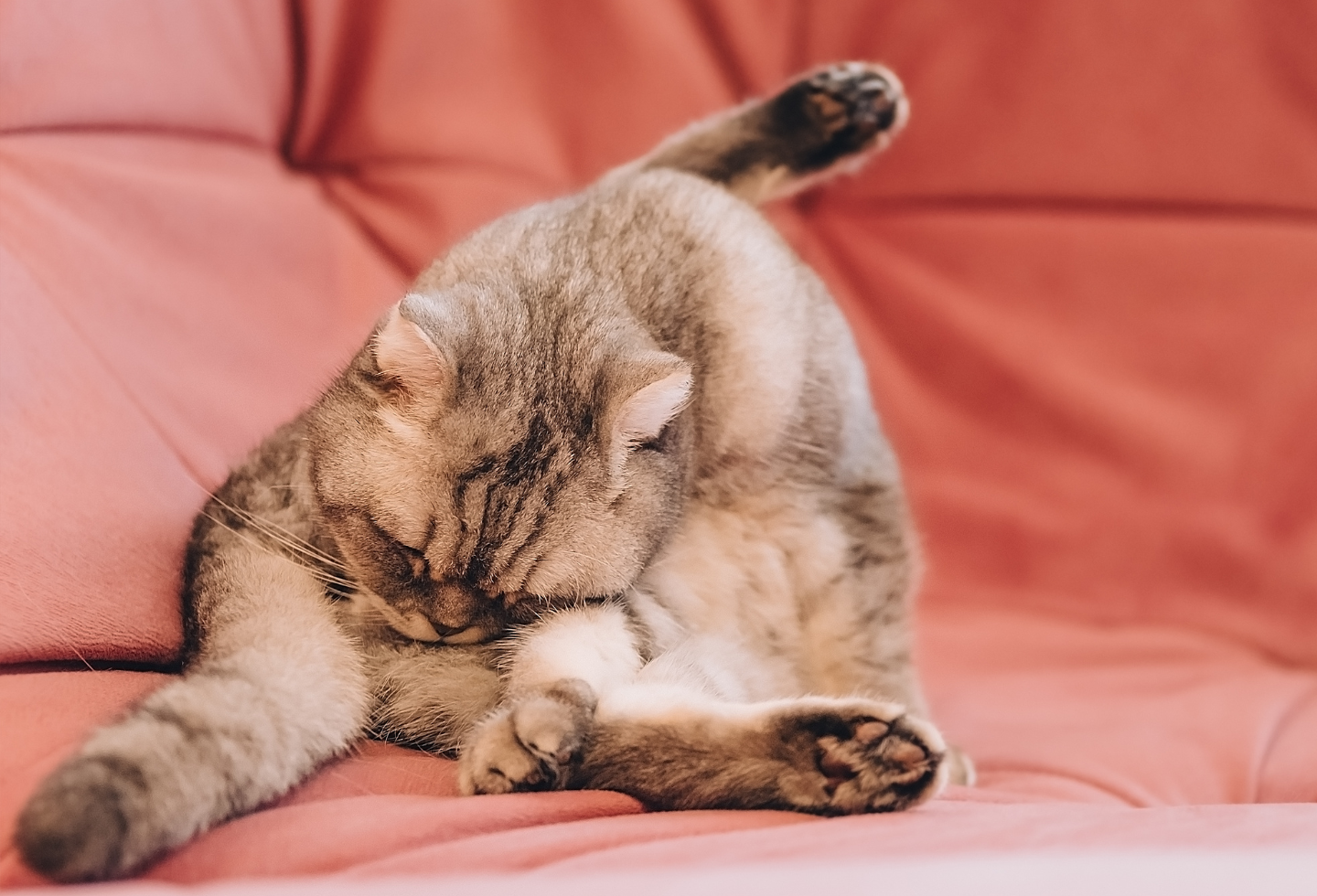 Grey cat licking bottom on a pink sofa