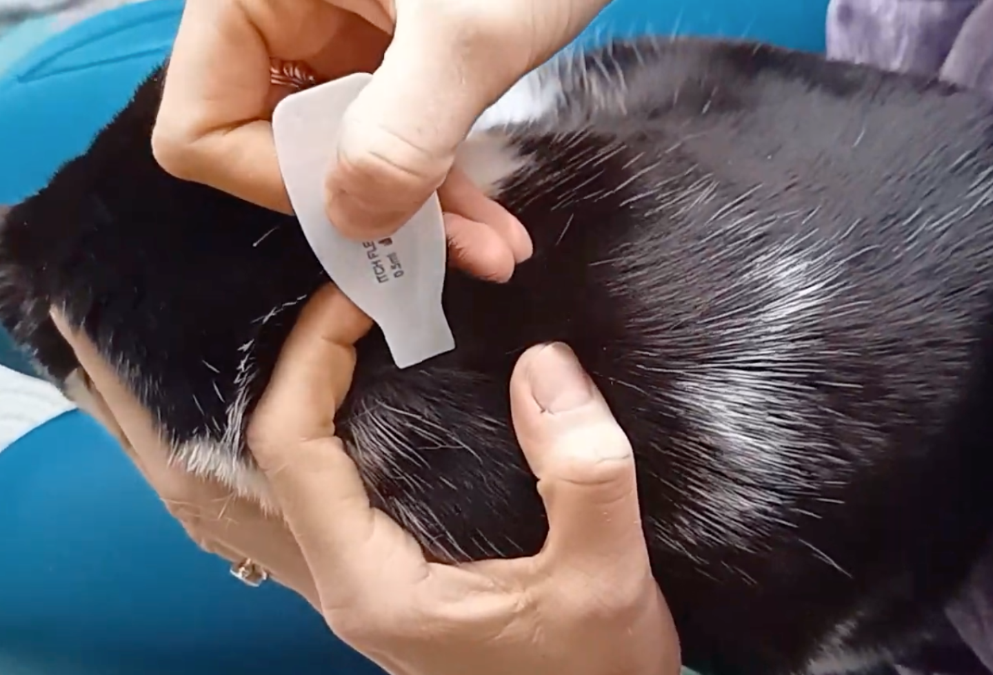 Owner applying Itch Flea drops to the back of the neck on a black and white cat