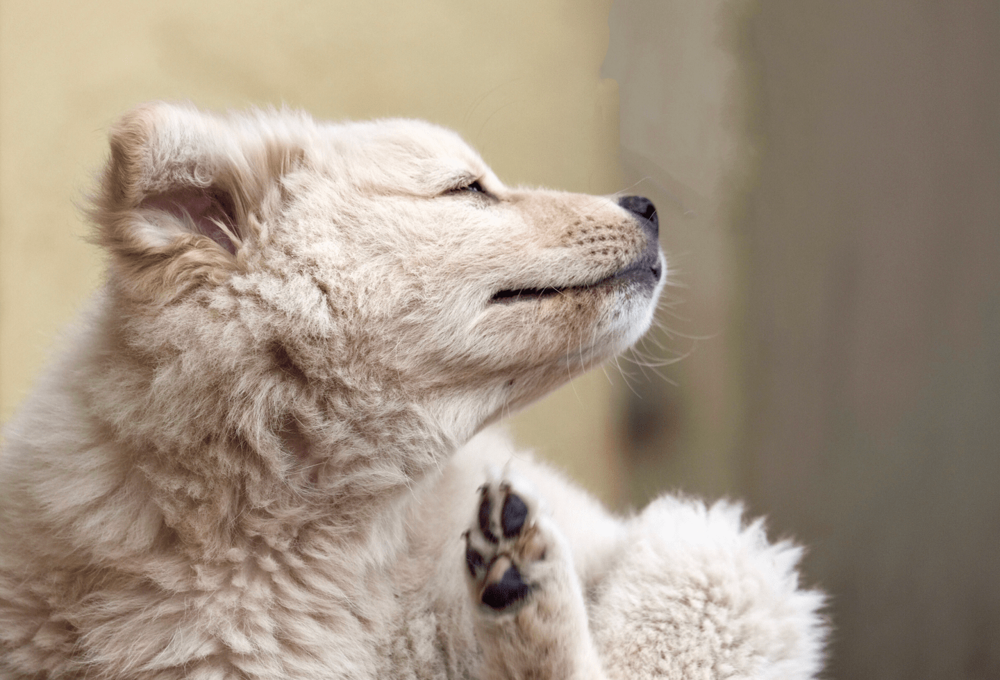 White fluffy dog, side on, itching itself