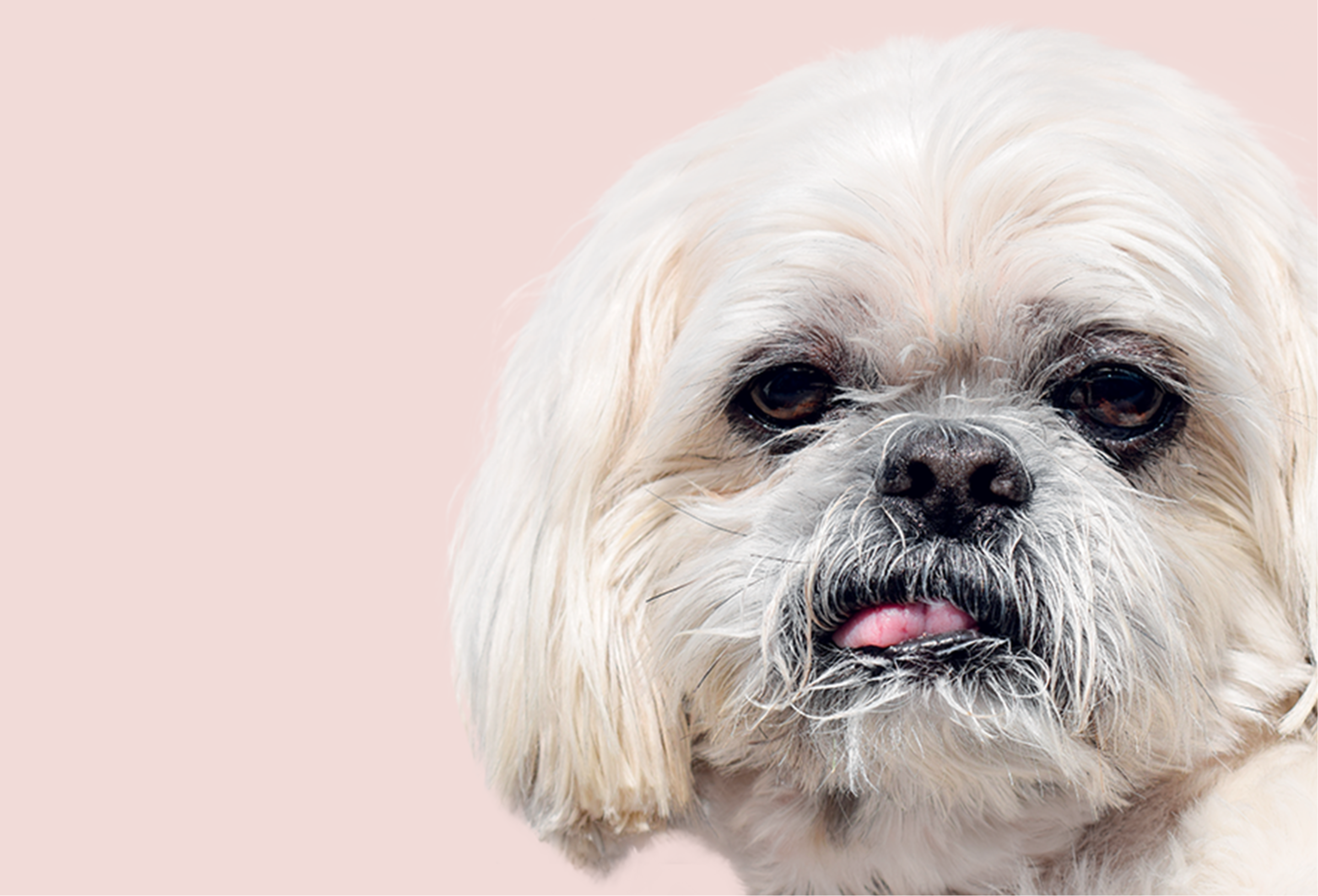 Itch Pet dog, white shih tzu with tongue half out.