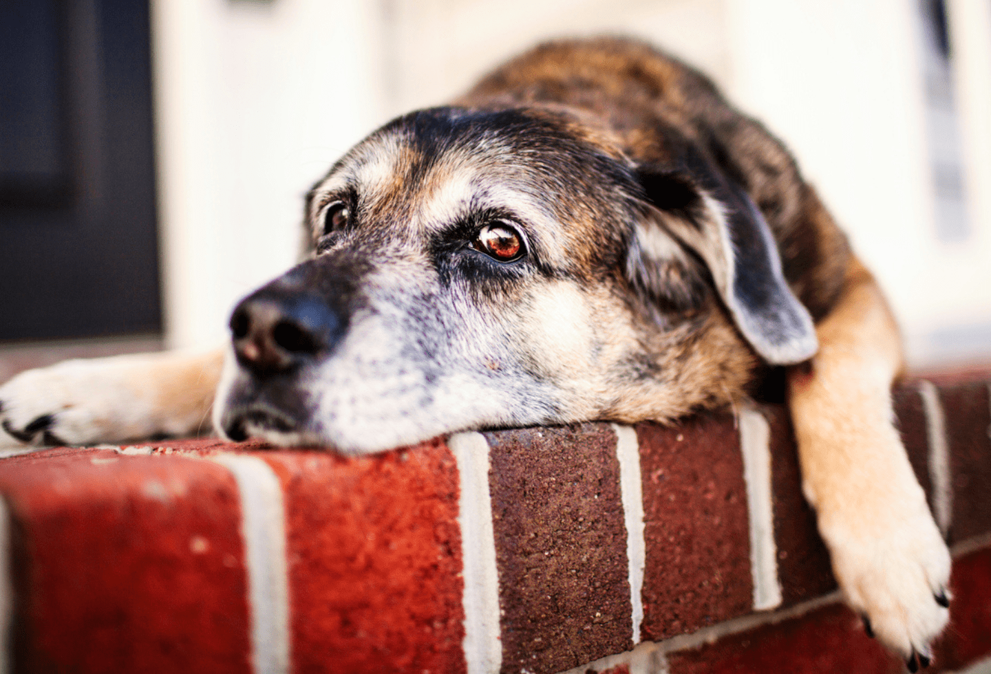 Best thing to kill fleas on dogs online