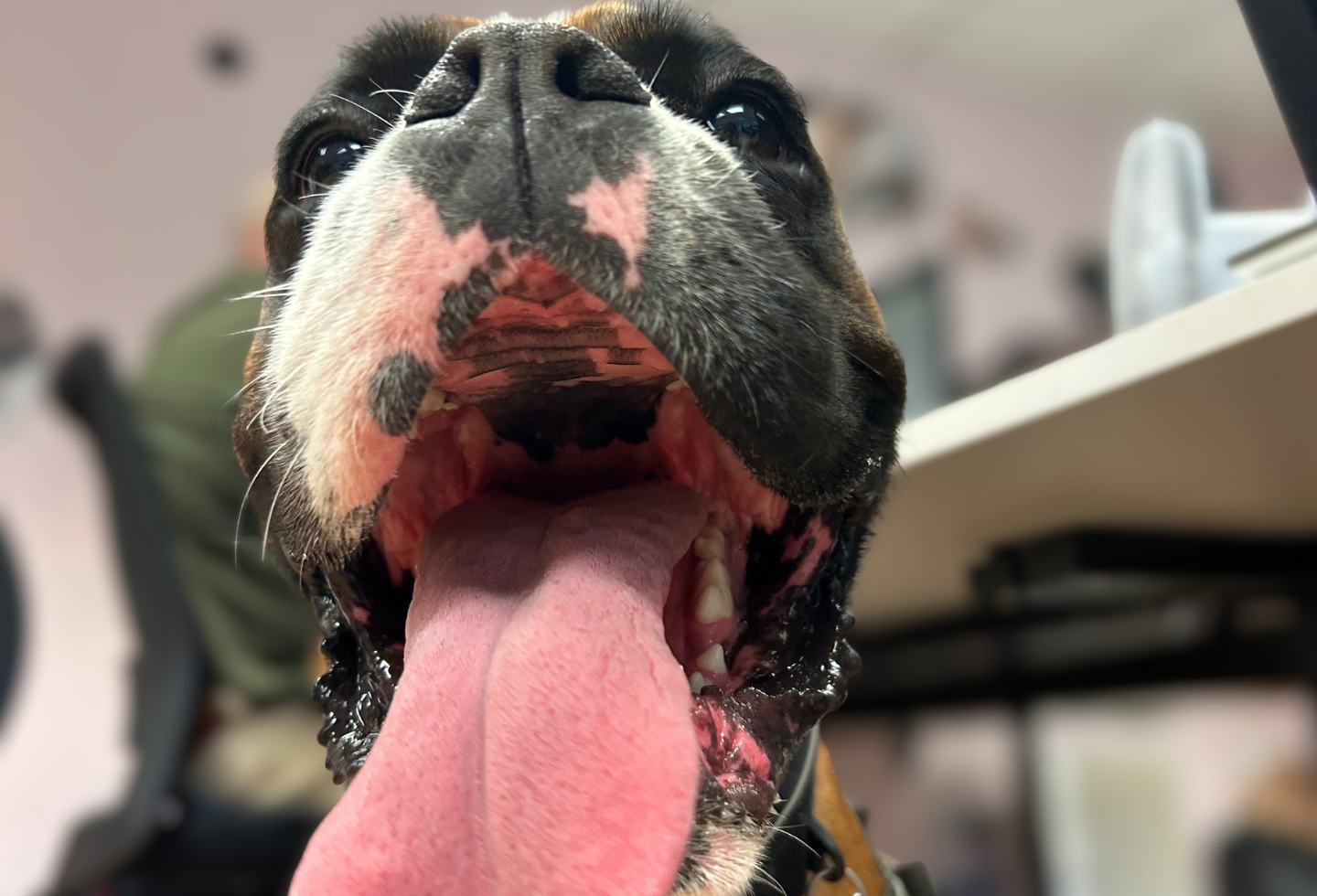 Boxer dog sticking tongue out in Itch Pet HQ office