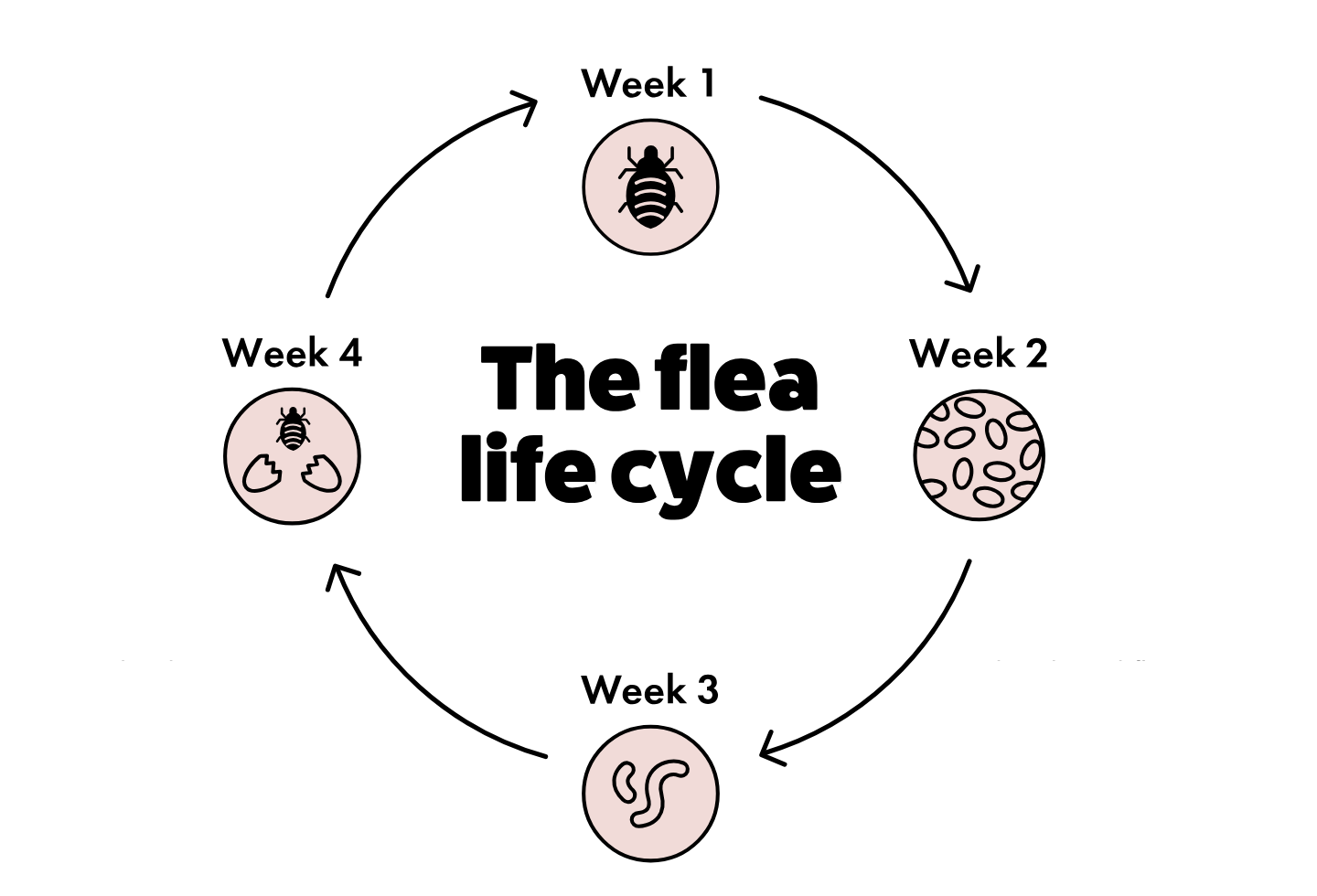 Itch Pet diagram of a flea growth cycle to show lifespan of a flea across 4 weeks