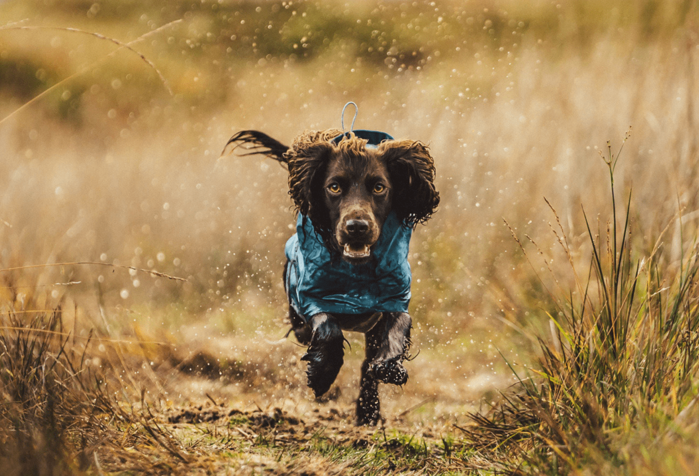 Where Do Ticks Live Itch Pet Itch Pet Where do ticks live itch pet itch pet