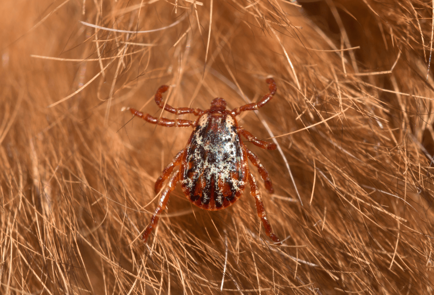 Do Ticks Jump Itch Pet Itch Pet Do ticks jump itch pet itch pet