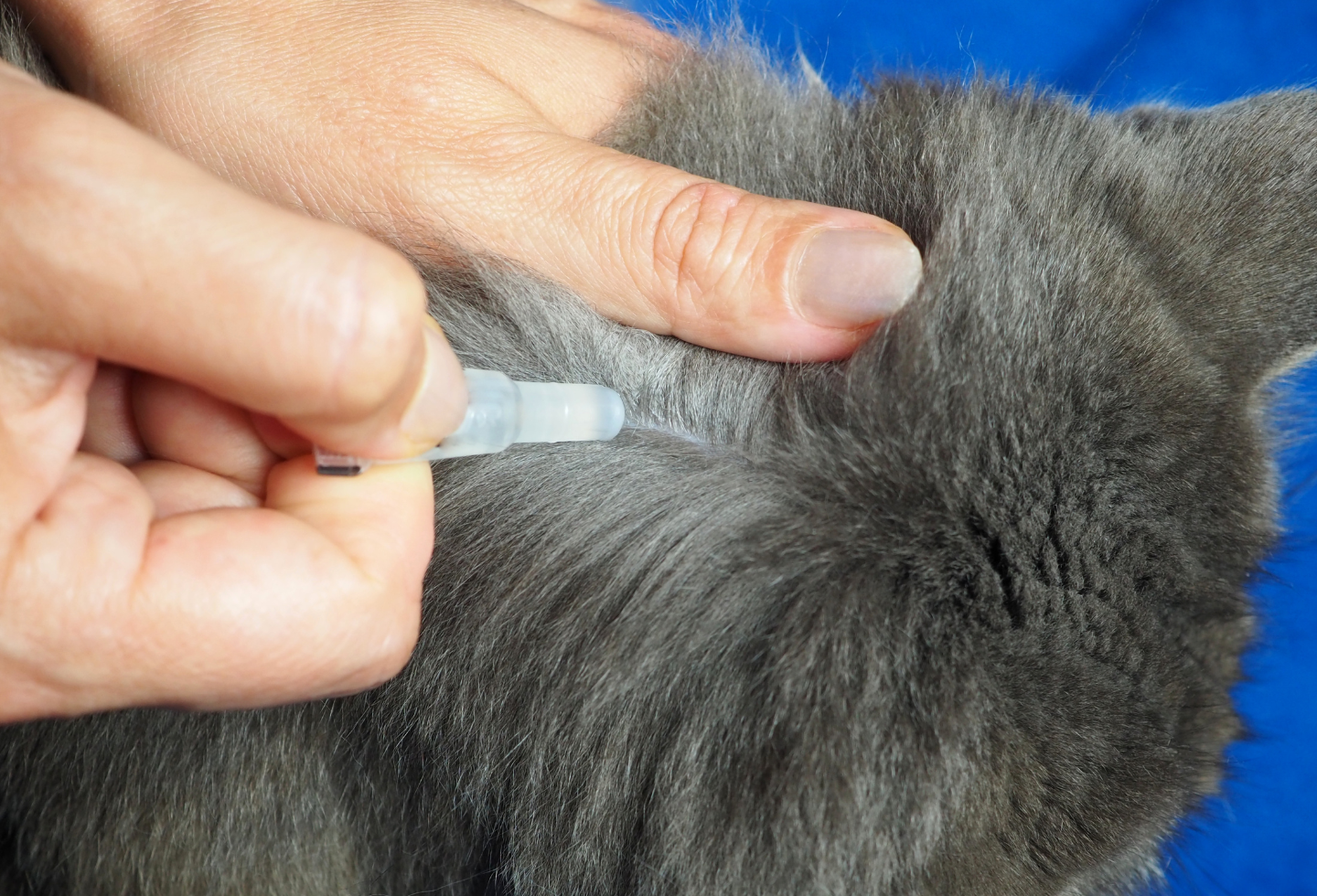 grey cat with owner parting fur on back of cat's neck to apply spot on treatment drops