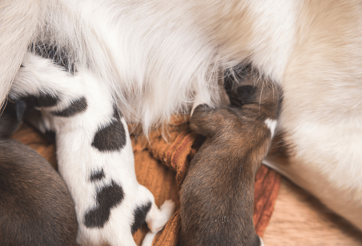 puppies feeding from white furry dog