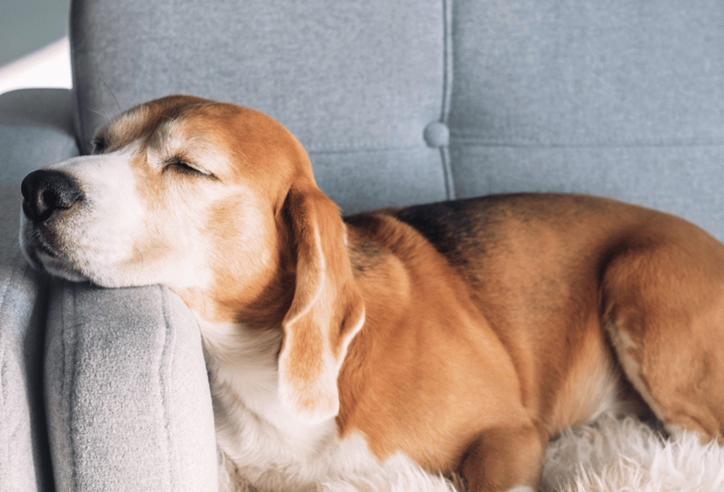 Ticks in dogs home remedy hot sale