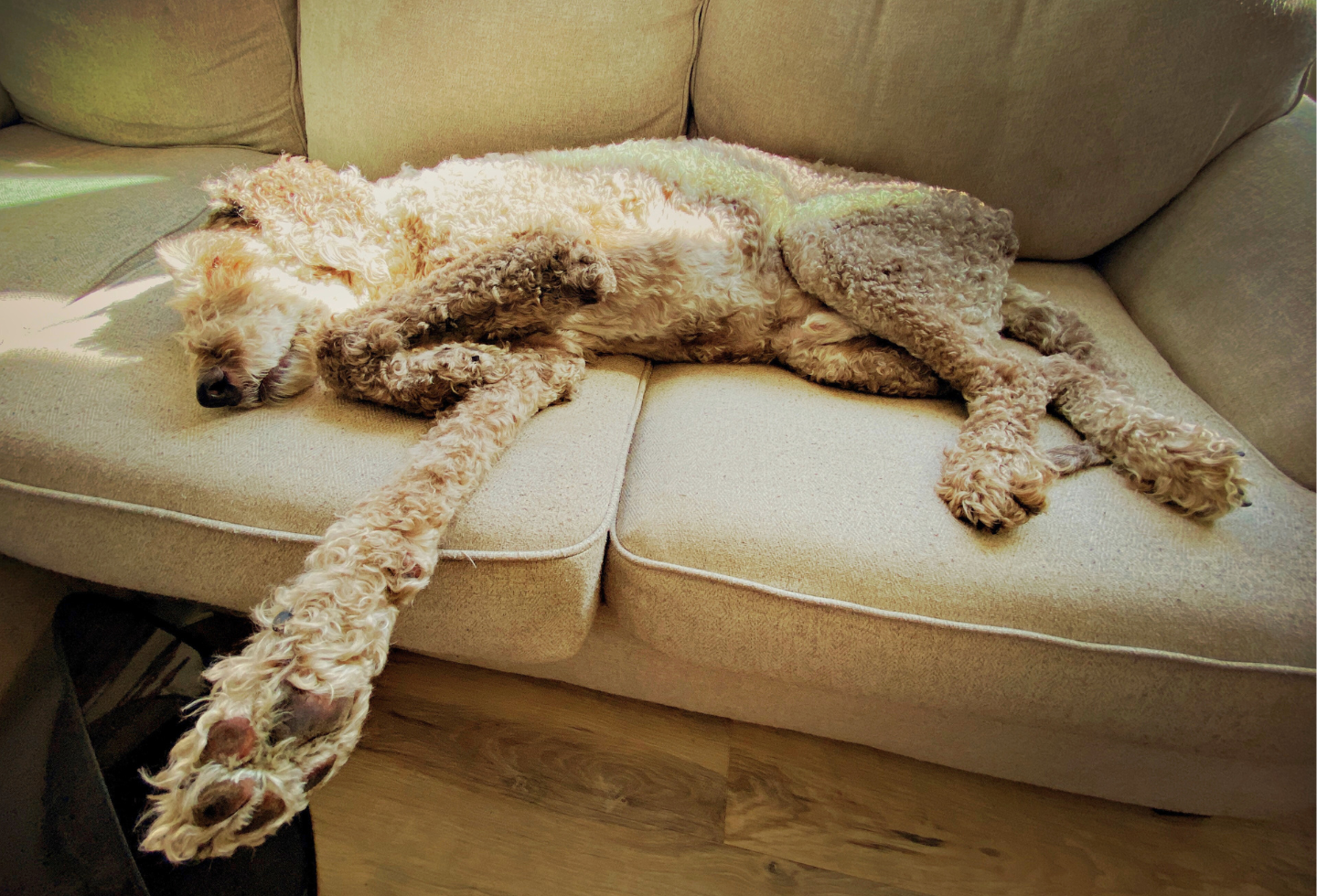 home remedies to remove ticks from dogs