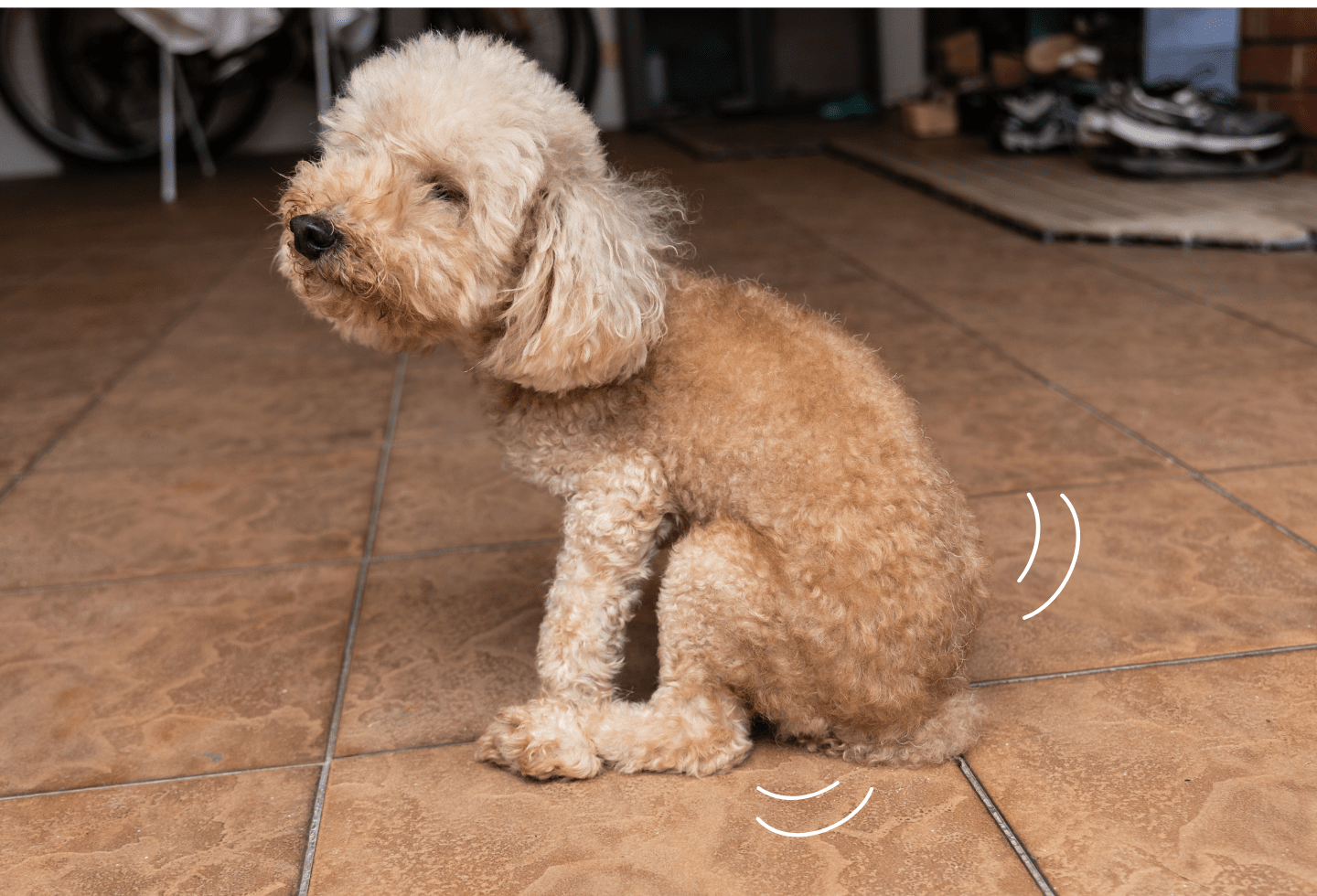 Light brown poodle scraping bum across floor. Two white shake lines near dog's bum to show itching.