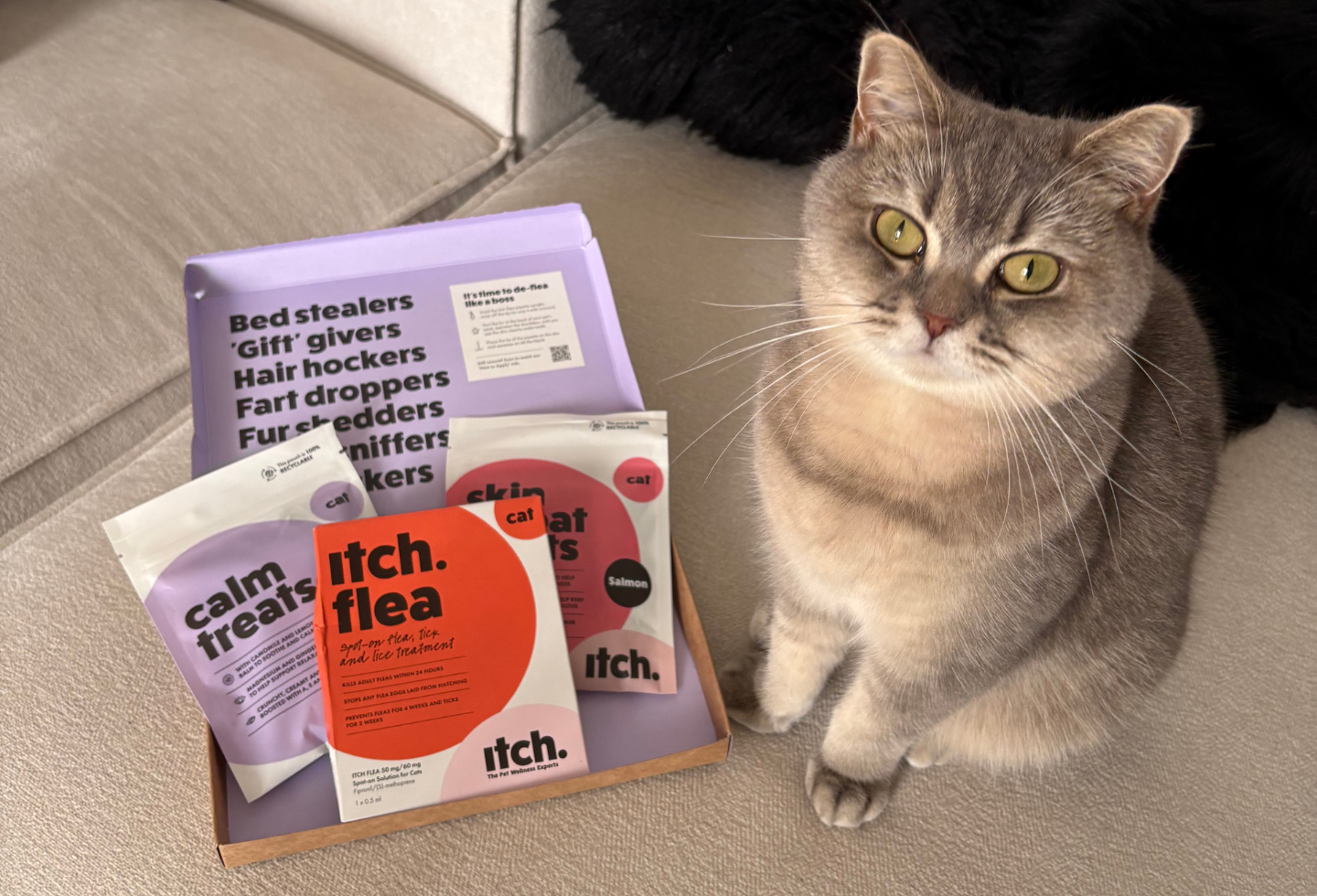 Grey cat with green eyes sat on sofa next to an opened Itch Pet box with cat treats and cat flea treatment inside.
