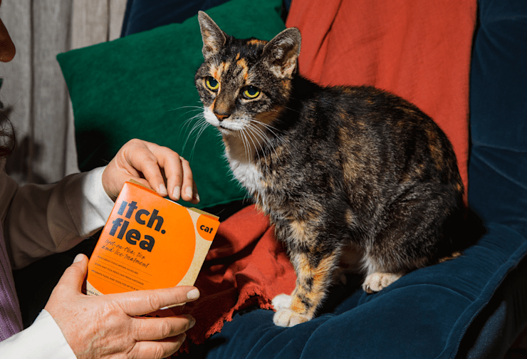 How to Use a Household Flea Home Spray Itch Pet Itch Pet