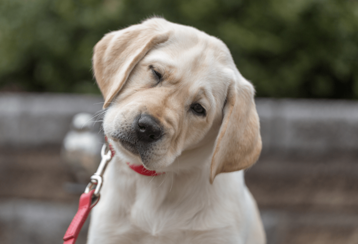 Why does my pet keep getting fleas Itch Pet Itch Pet