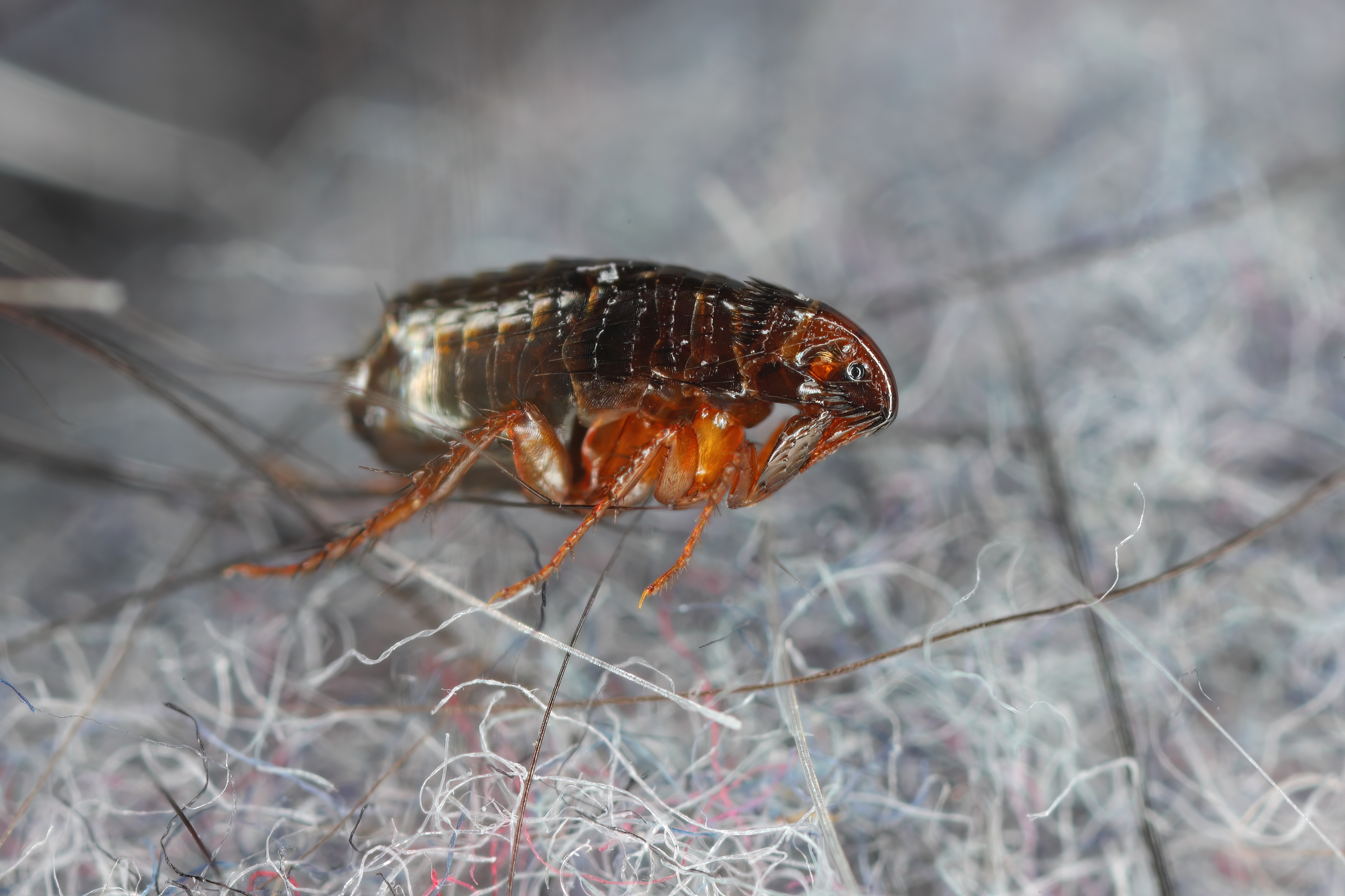Vlooie What do fleas look like - Itch Pet | Itch Pet