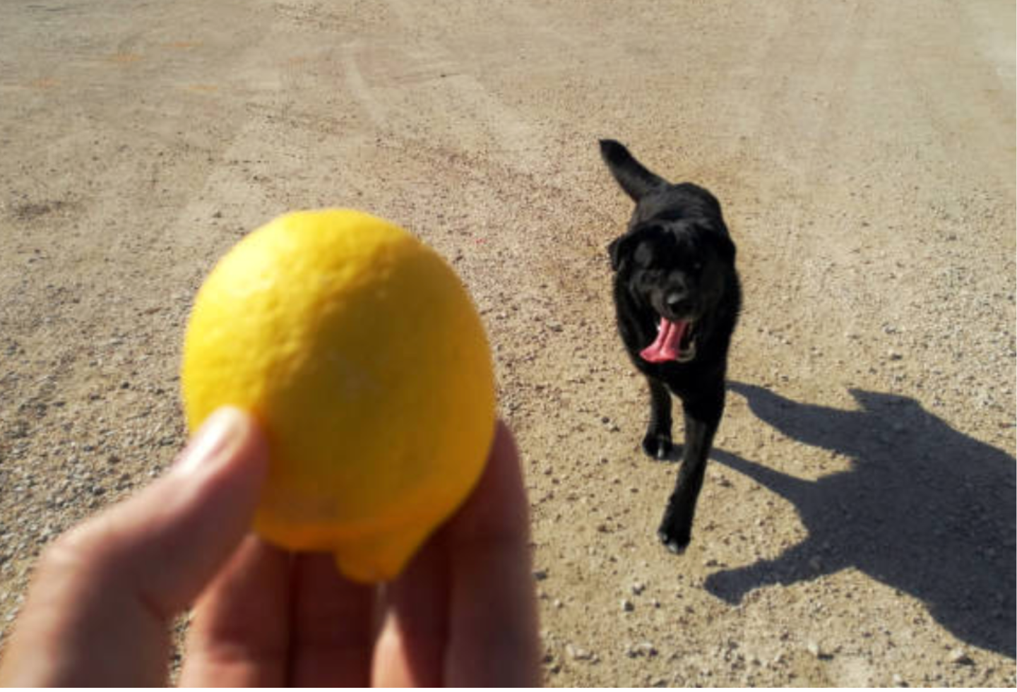 Black dog on walk with owner holding a lemon