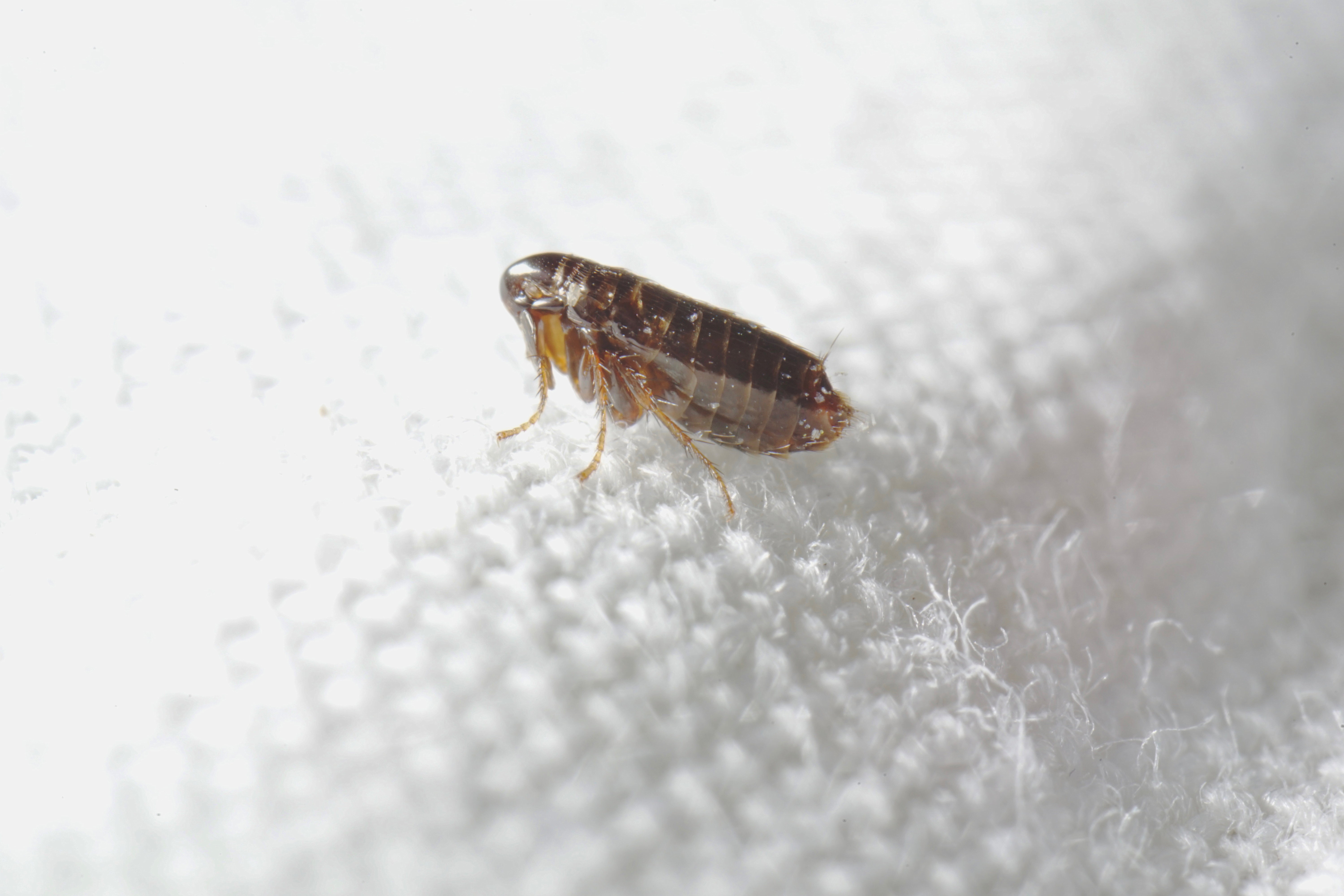 Brown flea insect (side on angle), on white waffled bedding.