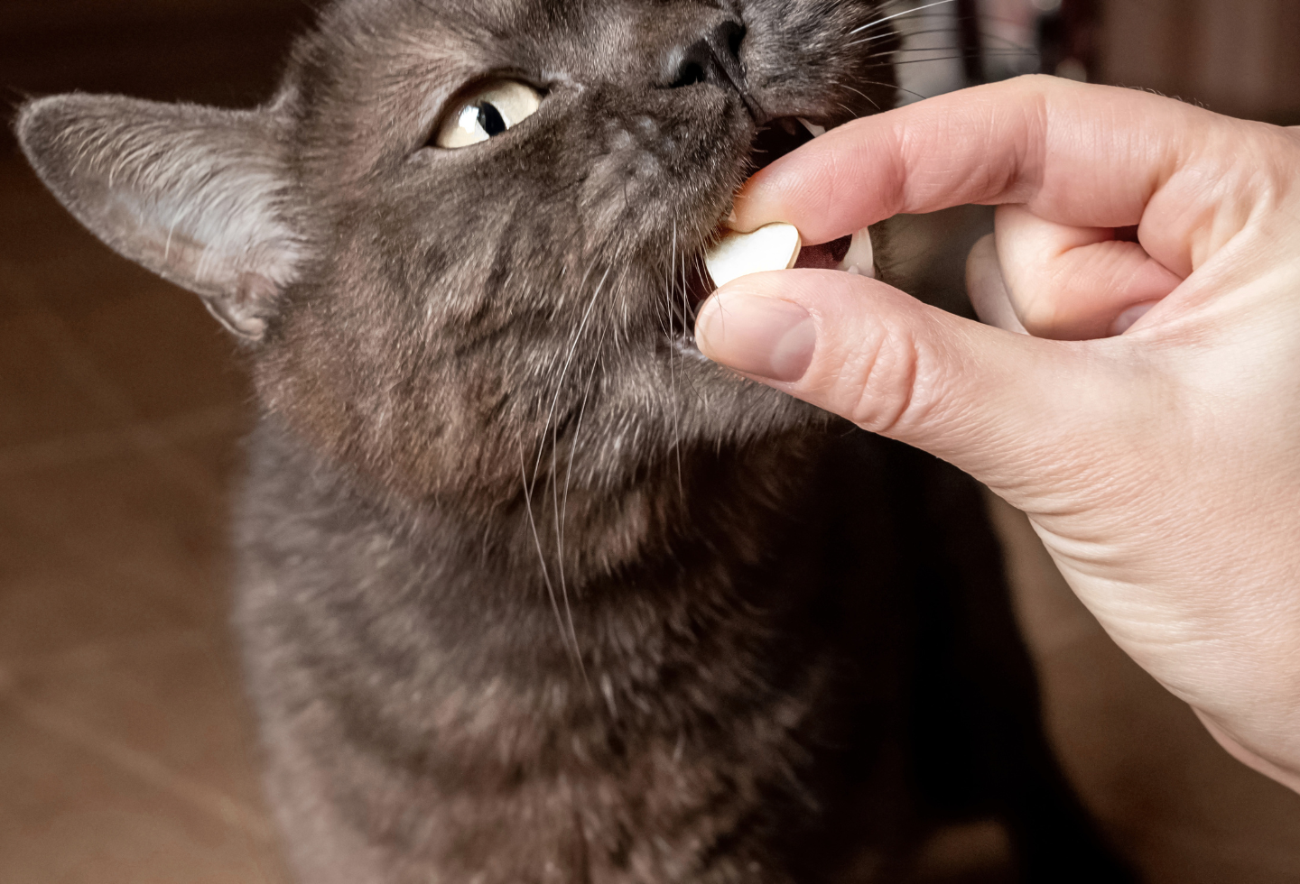 Grey cat eating tablet from human hand