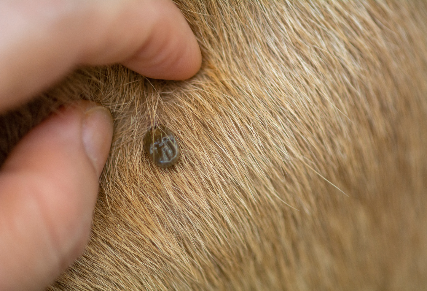 Tick latched on dog fur with human hand resting on fur