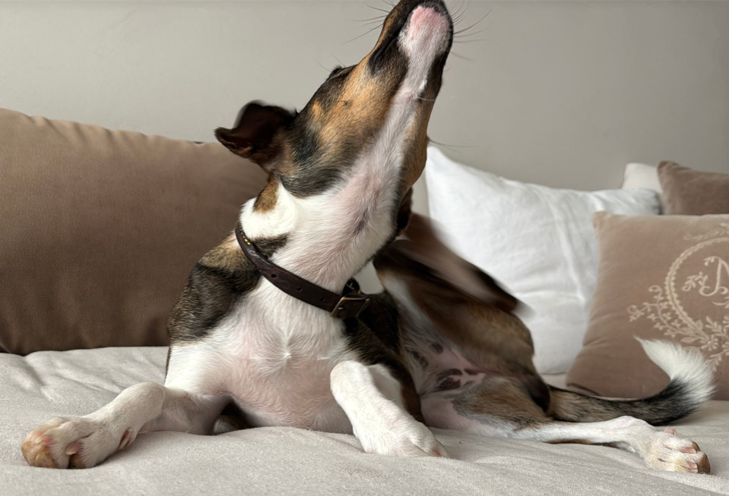 brown and white dog scratching behind ear because of fleas on sofa