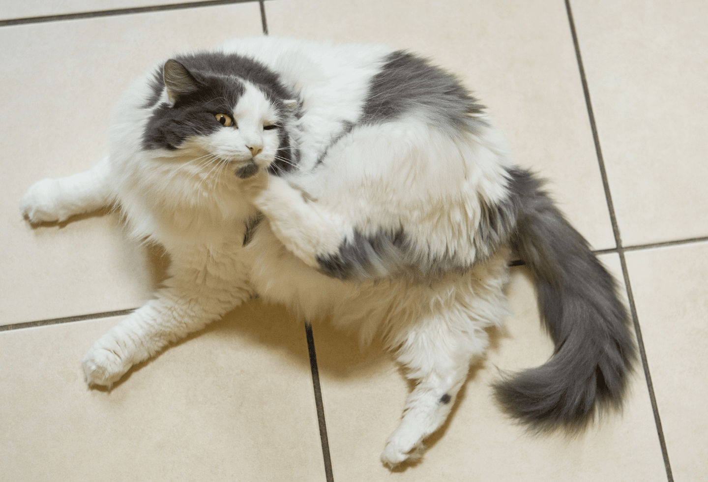 White and grey cat scratching chin on tiled floor.