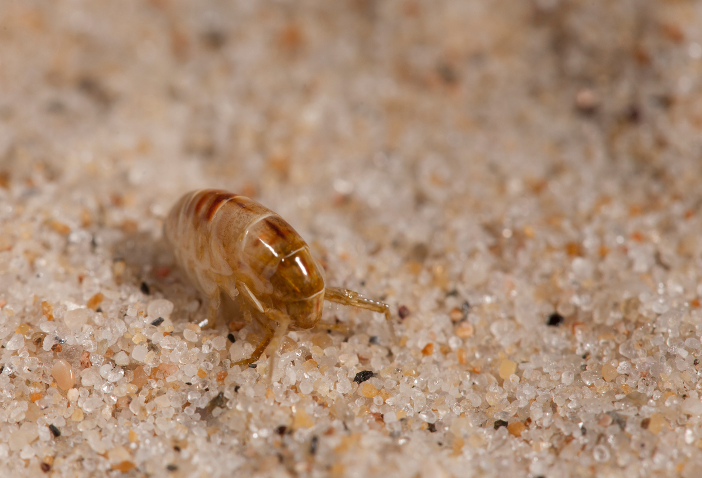 Sand flea, flea in the sand on beach