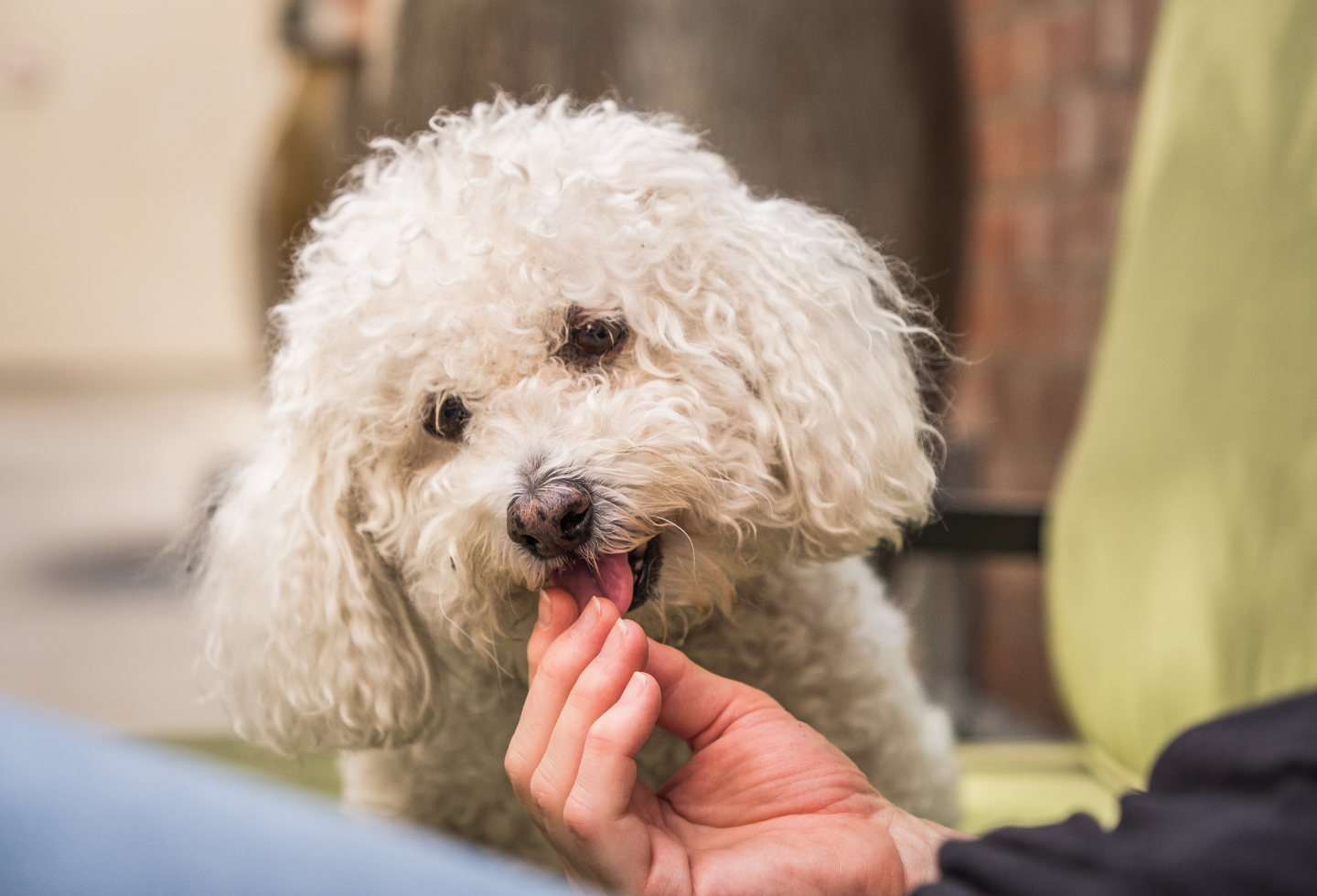 white maltese curly haired dog eating treat from human hand