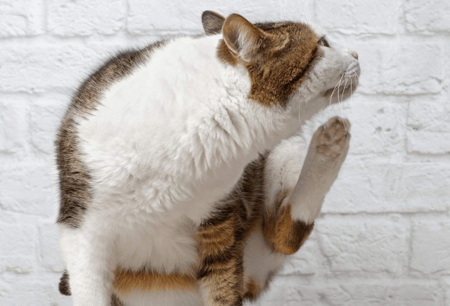 white and brown cat scratching itself