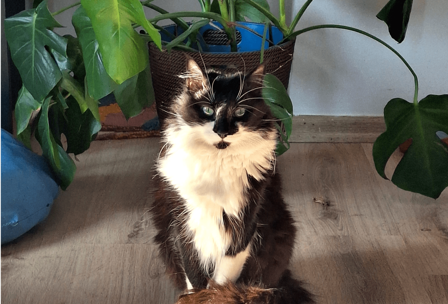 Black furry cat with white markings sat in the sun with monstera plants behind, at home.