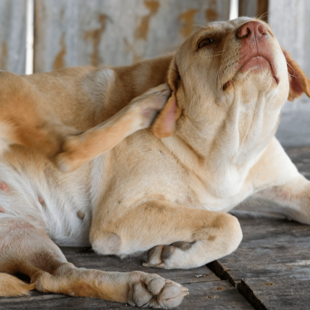 Blonde labrador itching ear whilst laid on wooden floor