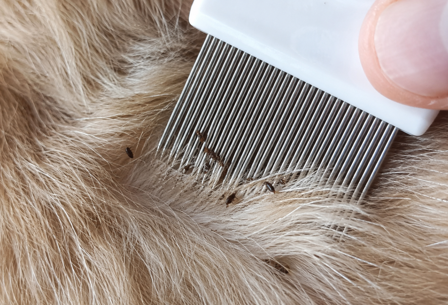 Treating fleas on dog with flea comb 