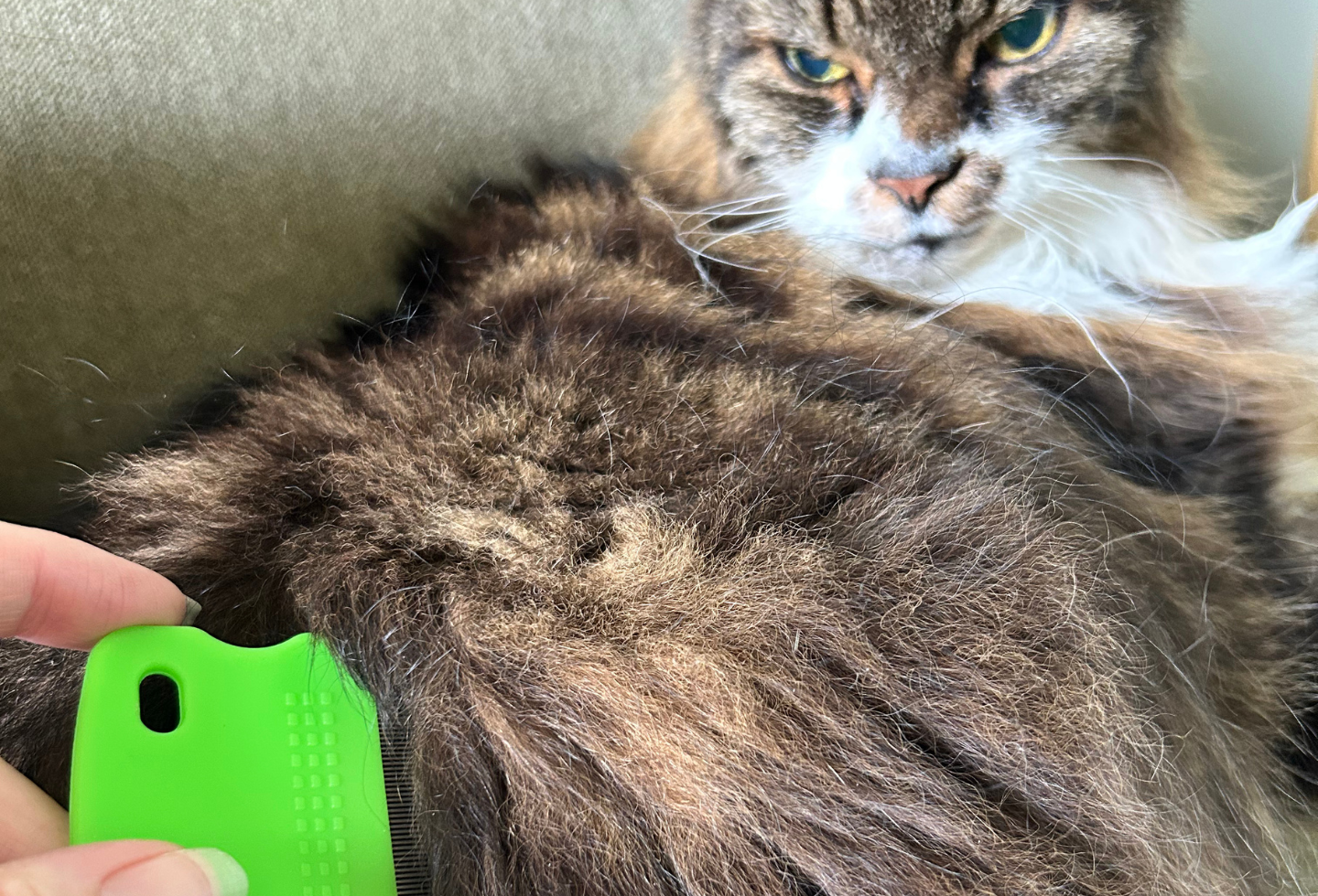 fluffy maine coon cat with green flea comb in fur