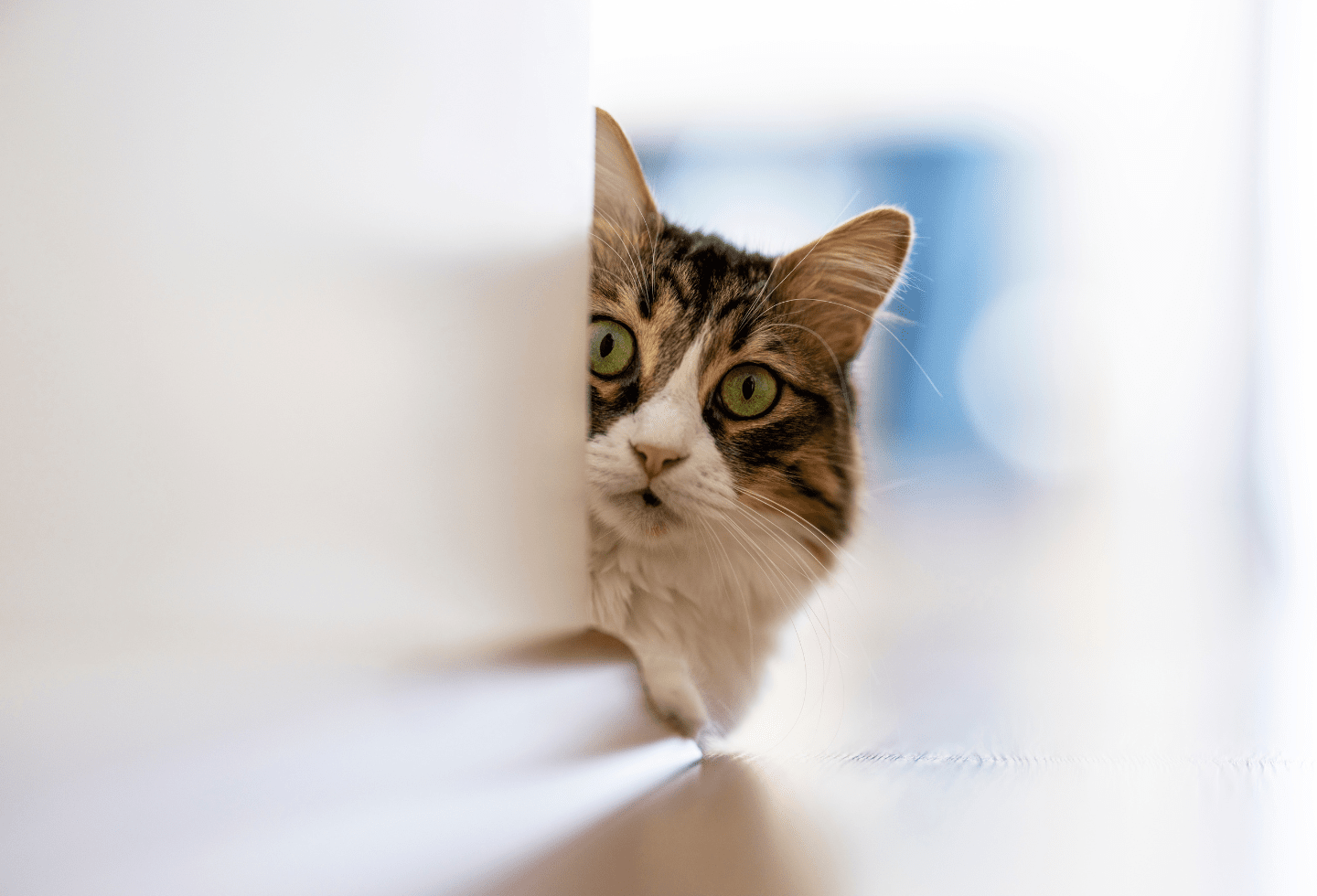 brown and white cat peaking behind a wall